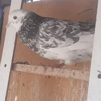 ۷۰۰|پرنده|سمنان, |دیوار