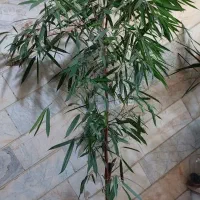 بنجامین آمستل بزرگ