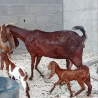 چندتا بز دوقلو زا معامله با گاو خوب عسلویه