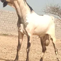 نری صومال