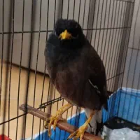 مرغ مینا|پرنده|یزد, |دیوار