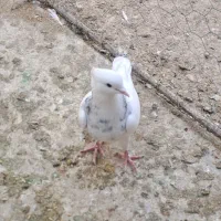 طوقی|پرنده|کازرون, |دیوار