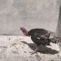 فروش بوقلمون