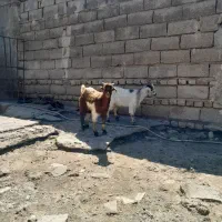 بزغاله های نر بسیار سالم دوتاباهم بقیمت ۹۳۵۰تومان