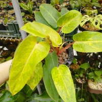 گلهای آپارتمانی هیدروپونیک / نگهداری راحت