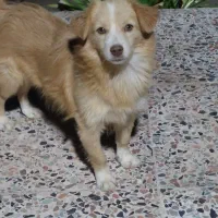 اشپیتز پامر|سگ|بندرعباس, |دیوار