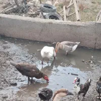 غاز و اردک روسی|حیوانات مزرعه|تبریز, |دیوار