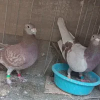 سه جفت مسافتی اتم