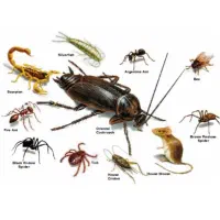 سمپاشی و موریانه زدایی ضمانتی (فروشگاه دشت بهشت )