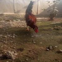 جوجه مرغ خروس گلین|حیوانات مزرعه|رشت, استادسرا|دیوار