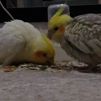 یک جفت عروس هلندی