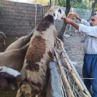 قوچ پلنگی درجه یک آس