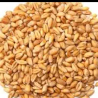 گندم ریژاو