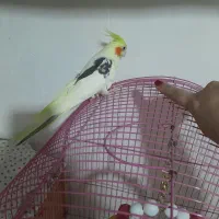 طوطی عروس دوکت|پرنده|رشت, آب آسیاب|دیوار