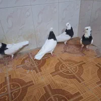 طوقی جهت فروش و معاوضه با عروس هلندی|پرنده|اهرم, |دیوار