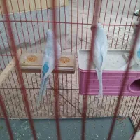 مرغ عشق سه عدد انگلیسی