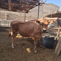 شتر شیری ،گاو شیری گوساله آبستن جرزی قیمت مناسب|حیوانات مزرعه|یزد, |دیوار