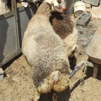 میش افشار پلنگی و همو ابستن سنگین دوقولوزا مایه کر