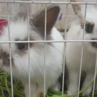 خرگوش|موش و خرگوش|فولادشهر, مسکن مهر فولادشهر|دیوار