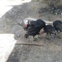 بوقلمون برنز
