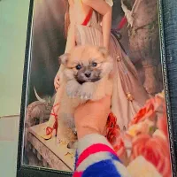 پامر خرسی عروسکی