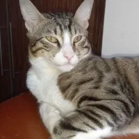 واگذاری رایگان گربه