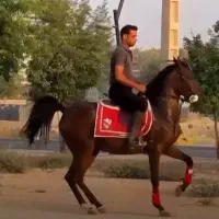 مادیون کره سهیل مریخ