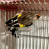 سهره کرمانی اصیل