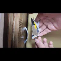 سهره وحشی ماده|پرنده|نقده, |دیوار