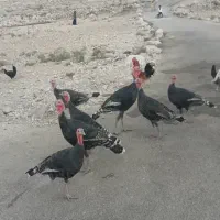 حیوانات|حیوانات مزرعه|بهبهان, |دیوار