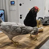 مرغ و خروس گلین