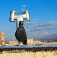 کفتر زاغ کاکلی|پرنده|سراب, |دیوار