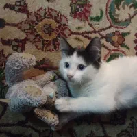 واگذاری بچه گربه نر|گربه|رشت, رشتیان|دیوار