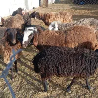 فروش  قوچ  میش وبره