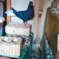 دمبی سفید ماده|حیوانات|فسا, |دیوار