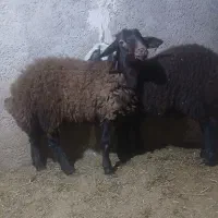 بره نر