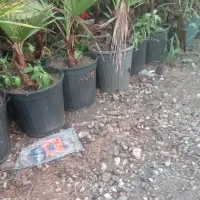 پالم فروش