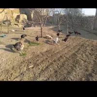 مرغ خروس لاری|حیوانات مزرعه|سقز, |دیوار