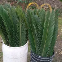 سیکاس|گل و گیاه طبیعی|سنگر, |دیوار