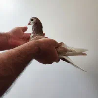 کبوتر چپ زرد خال مشکی نر|پرنده|مبارکه, |دیوار