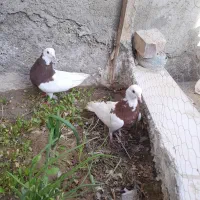 چند تا طوقی