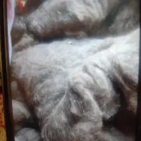 پشم گوسفند شسته شده و اماده