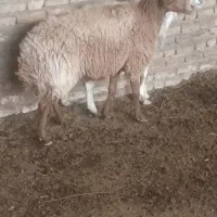 میش اوست بره بز