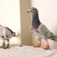 کبوتر زدوخوردی