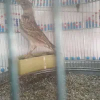 پرنده سره خاکی|پرنده|اردبیل, |دیوار