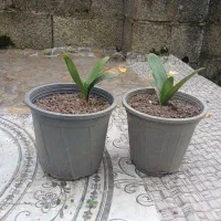 فروش گل خورشیدی