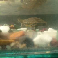 دوزیست هم تو اب هم تو خشکی|خزنده|تربتحیدریه, یحیی آباد|دیوار