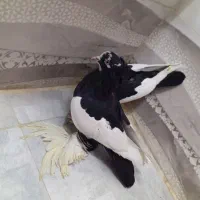 کبوتر گویچه|پرنده|تبریز, |دیوار