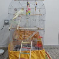 عروس هلندی لوتینو