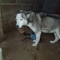 سگ هاسکی ماده